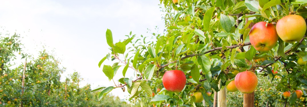 Fresh apples still hanging from the tree