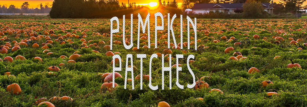 Pumpkin patch text in front of a pumpkin patch