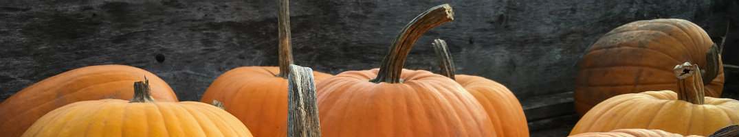 The tops of multiple pumpkins