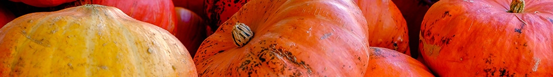 small pumpkins in a pile